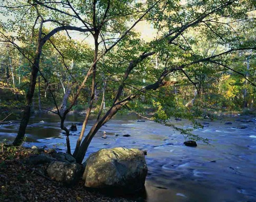 Ironwood, Mongaup River, NY (MF).jpg Ironwood, Mongaup River, NY (MF).jpg
